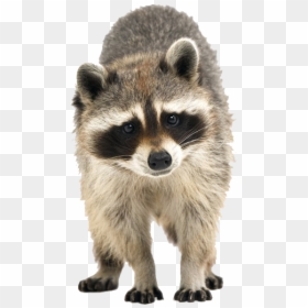 Raccoon, HD Png Download - raccoon png