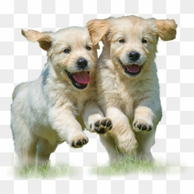 National Puppy Day Meme, HD Png Download - recycle png