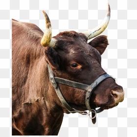 Bull Horns, HD Png Download - bull png