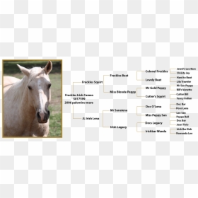 Stallion, HD Png Download - freckles png