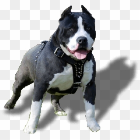 Dogo Argentino Cruza Con Pitbull, HD Png Download - bull png