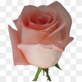 Garden Roses, HD Png Download - pink flowers png