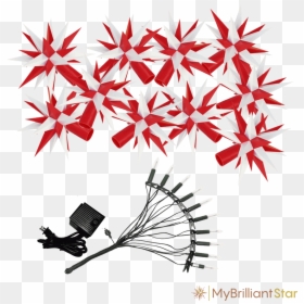 Herrnhut Stars 13, HD Png Download - white stars png