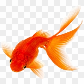 Goldfish Png, Transparent Png - goldfish png