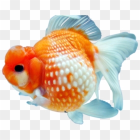 Goldfish Png, Transparent Png - goldfish png