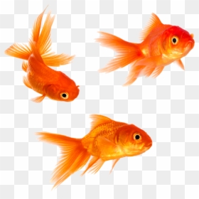 Goldfish Stock, HD Png Download - goldfish png