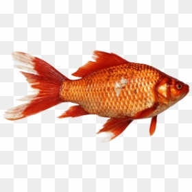 Fish Png, Transparent Png - goldfish png