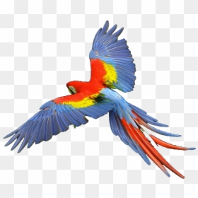 Transparent Hawk Clipart - Transparent Scarlet Macaw Png, Png Download - noot noot png