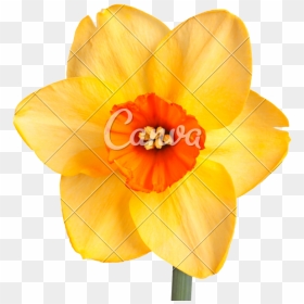 Transparent Narcissus Png - Daffodil Flower With White Background, Png Download - stock photo watermark png