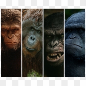 Monkey, HD Png Download - war for the planet of the apes logo png