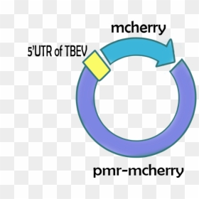 Packages Targeting Neuron , Png Download - Strawberry, Transparent Png - packages png
