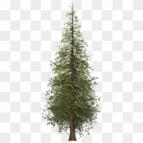 Redwood Tree Png - Background Redwood Tree Transparent, Png Download - redwood png
