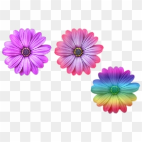 Multi Color Flower Png Files Purple Purple And Pink - Png Purple Niche Meme, Transparent Png - flower png files