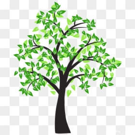 Tree Drawing Cottonwood Leaf - Tree Drawing No Background, HD Png Download - tree vector png images