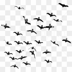 Flock,bird Migration,bird,animal Migration,sky,black - Flock Of Birds Flying Png, Transparent Png - birds for photoshop png