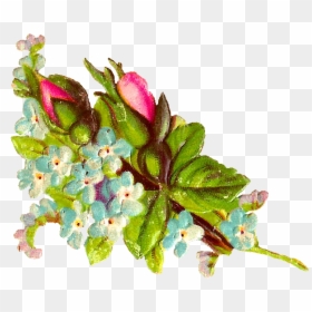 Stock Rose Image - Mayflower, HD Png Download - pink roses flowers bouquet png