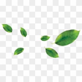 Hd Banana Leaves Png - Orange Fruit Leaf Clipart, Transparent Png - full banana leaf png hd