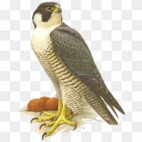 Png Clipart Kuşlar, Clipart Png Birds, Png Clipart - Clipart Falcon, Transparent Png - birds png file