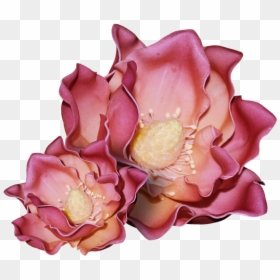Transparent Real Flower Png - Echeveria, Png Download - real flowers png images