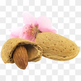 Almond Png - Almond Flower Png, Transparent Png - one almond png