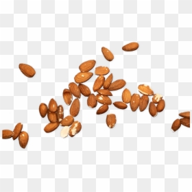Almond, HD Png Download - one almond png