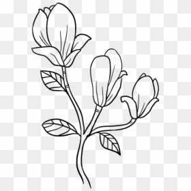 Clip Art How To Draw A Magnolia Flower - Magnolia Flower Drawing Easy, HD Png Download - border lines design flowers png