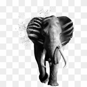 Verycreative Zebraphant - Indian Elephant, HD Png Download - creative web design png images