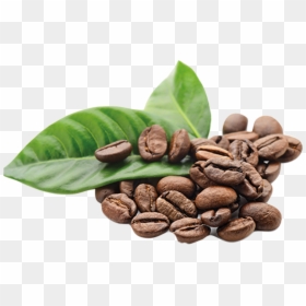 Arabica Coffee The Coffee Bean & Tea Leaf Kona Coffee - Coffee Grounds Png Transparent, Png Download - green coffee beans png