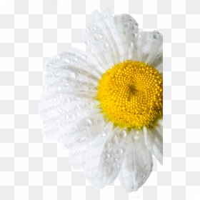 Rain Flower By Attar Mist - Chamomile, HD Png Download - flowers rain png