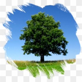 Example - Tree Picture For Channel Masking, HD Png Download - landscape grass png