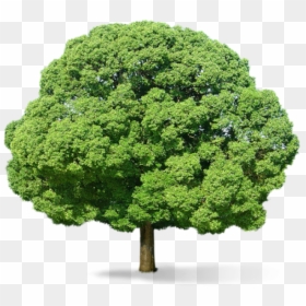 Neem Tree Png - Big Tree Transparent Background, Png Download - png image of tree