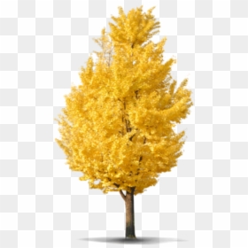 Beautiful Tree Png Icon And Background Transparent - Ginkgo Tree Png, Png Download - png image of tree
