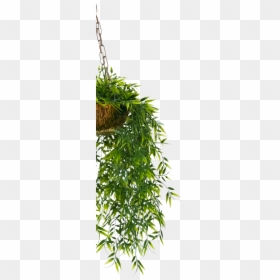 A Plant Hanging From Above Drooping Towards The Ground - Transparent Hanging Plants Png, Png Download - wall hanging plants png