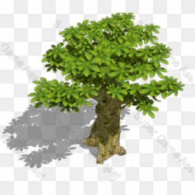 Gambel Oak, HD Png Download - png images of tree