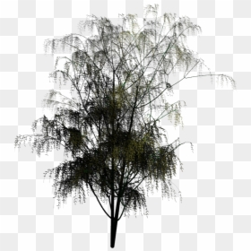 Pond Pine, HD Png Download - tree images in png format
