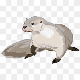 Otter Png Photo - Drawing Cartoon Sea Otter, Transparent Png - qoutes png