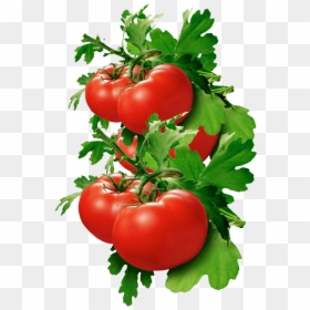 Tomatoes - Wide - S - , Image V - 1 - 0 Png - Tomato Good For Kidney Stone, Transparent Png - tomato.png