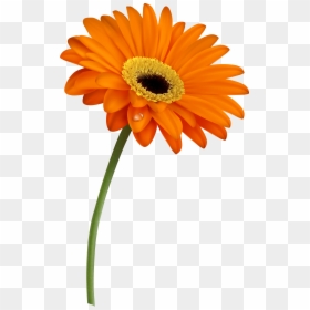 Grass With Flowers And Butterfly , Transparent Cartoons - Gerbera Daisy Clipart, HD Png Download - cartoon grass and flowers png
