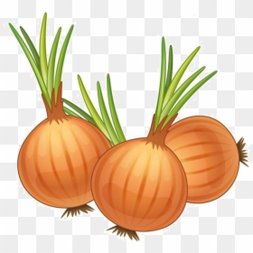 Onion Clipart Old - Onions Cartoon, HD Png Download - onion clipart png