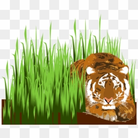 Clipart Grass Cartoon - Tiger In Grass Clipart, HD Png Download - cartoon grass and flowers png