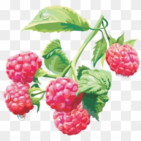 Rraspberry Png Image - Raspberry Bush Transparent Background, Png Download - bush clipart png