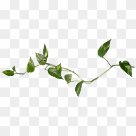 Music Box Rose Bush Easy Elegance Roses, HD Png Download - bush clipart png