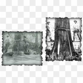 Picture - Old Growth Cypress Logging, HD Png Download - bald cypress png