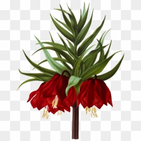 Crown Imperial , Png Download - طرح گرافیکی از لاله های واژگون, Transparent Png - imperial png