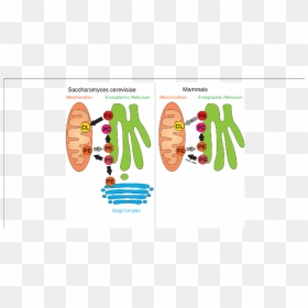 Phosphatidic Acid Endoplasmic Reticulum, HD Png Download - endoplasmic reticulum png