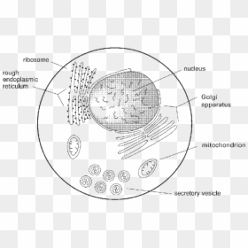 Schematic Drawing Of Some Of The Subcellular Organelles - Sketch Diagram Of Ribosome, HD Png Download - endoplasmic reticulum png