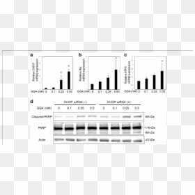 Fibrotic Marker Lx2, HD Png Download - endoplasmic reticulum png