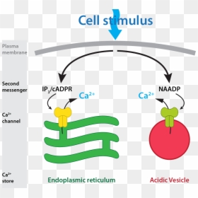 Naadp Overview - Naadp Signaling, HD Png Download - endoplasmic reticulum png