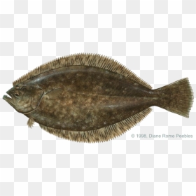 Halibut Png File - Flounder Fish Png, Transparent Png - fresh fish png