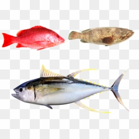 Exotische Vis - Red Snapper Chemballi Fish, HD Png Download - fresh fish png